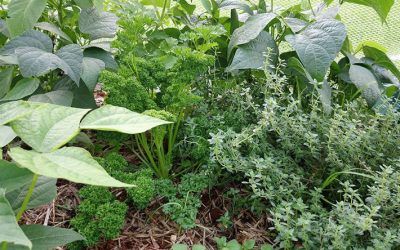 Benefits of Interplanting Small Mixed Crops