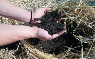 5 Ways to Build Soil Biology for Long Term Profitability