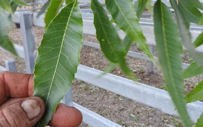 How To Cultivate Resilient Orchards Using Fish Hydrolysate