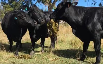 Raising Livestock with Liquid Seaweed Bio-available Mineral Supplements