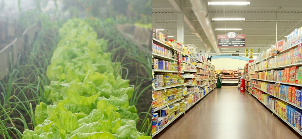 How To Get Nutrient Density From Your Food