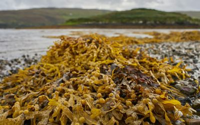 Top 7 Benefits of using Seaweed in Regenerative Agriculture