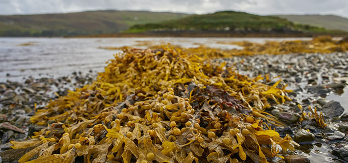 seaweed fertiliser