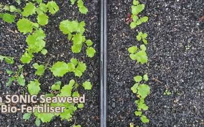How To Increase Seed Germination Rates