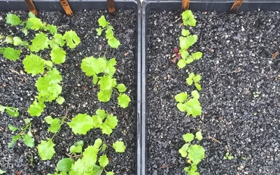 How To Maximise Healthy Seed Germination