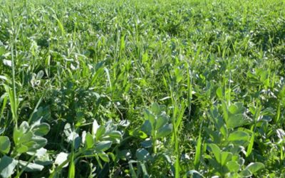 Using Multi-Species Cover Crops To Advance Soil Health