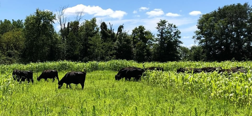 Cattle Grazing Cover Crops