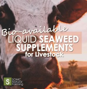 Seaweed Supplements for Livestock