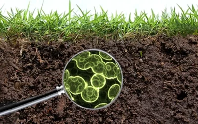 Why Your Soil Needs Biology More Than Minerals