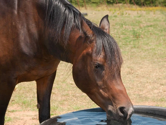 Mineral Supplements for Horses