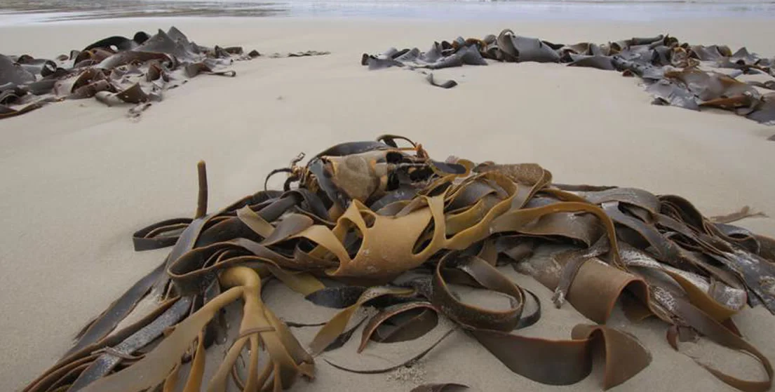 liquid seaweed biological fertiliser