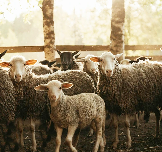 Seaweed Supplements for Sheep