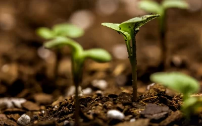 Why Soil Biology is the Missing Link in Soil Fertility