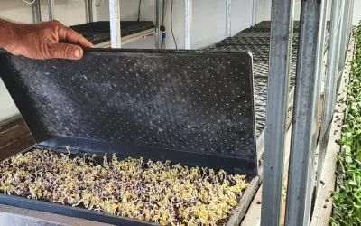 Reducing Mould and Algae Growth on Microgreens