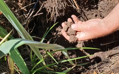 How To Build Soil Biology for Optimal Crop Resilience