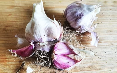 How To Grow Your Own Organic Garlic in Australia