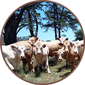 cattle farming using biological fertilisers cattle farming using biological fertilisers