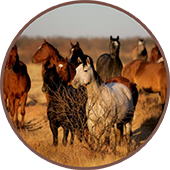 horses and biological fertilisers horses and biological fertilisers