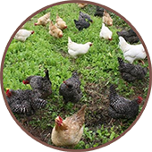poultry farming using biological fertilisers poultry farming using biological fertilisers