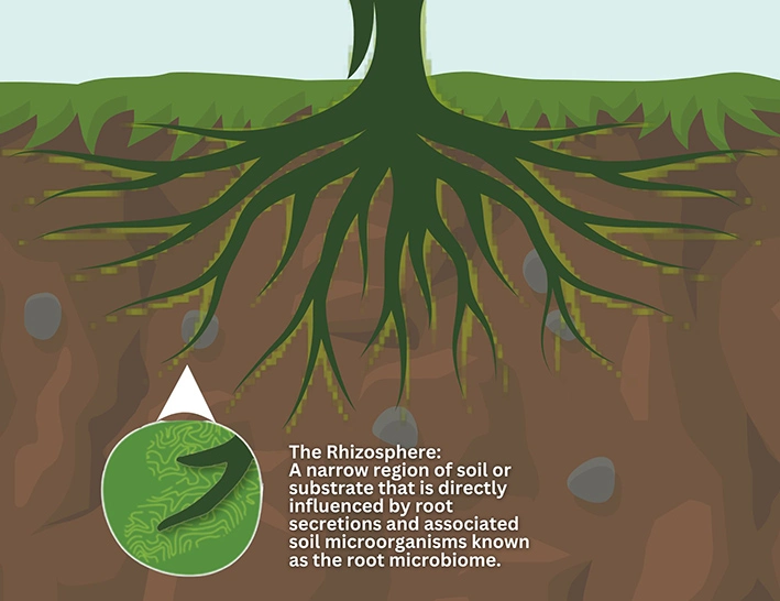 Plant root rhyzosphere