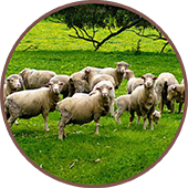 sheep farming using biological fertilisers sheep farming using biological fertilisers