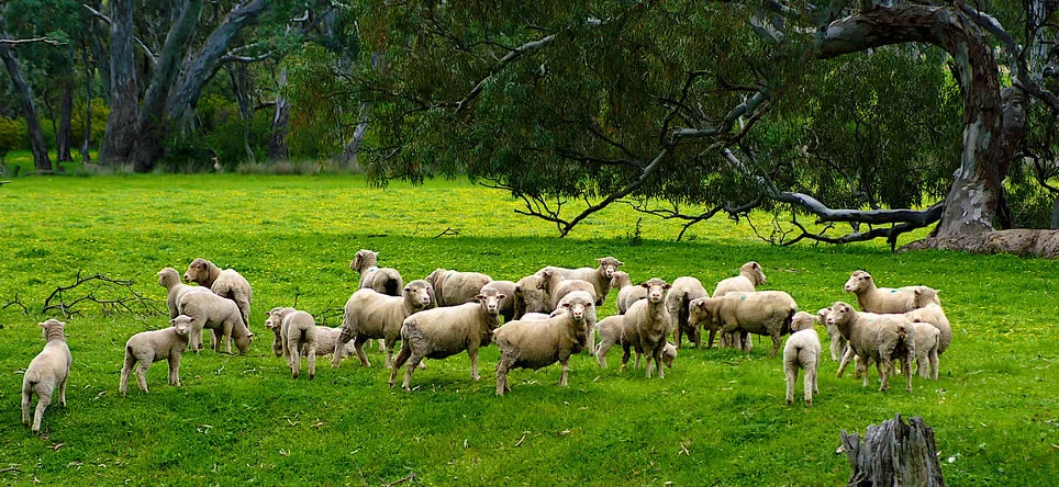 regenerative sheep farming
