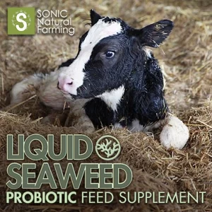Probiotic Liquid Seaweed for Calves
