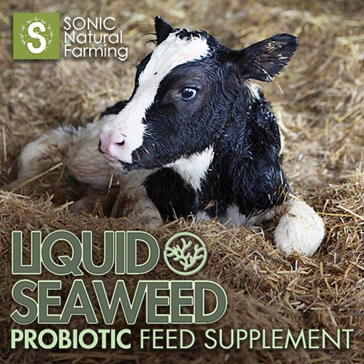 Liquid Seaweed Probiotic Feed Supplement