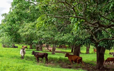 Agroforestry: Getting the Balance Right on Your Australian Farm