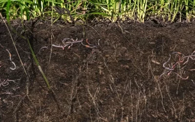 Soil Microbes: Nature’s Solution to Cutting Costs on Aussie Farms