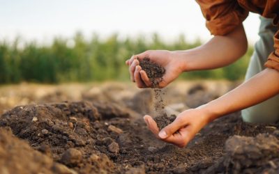 4 Good Reasons To Feed Soil Microbes All Year Round