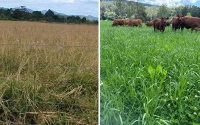 Beyond Synthetic Fertilisers: How To Restore Soil Health Naturally