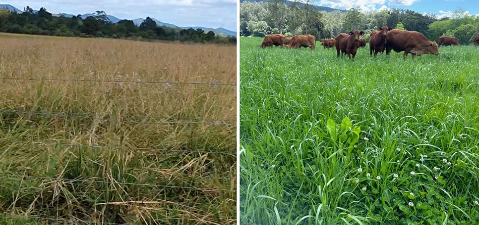 Beyond Synthetic Fertilisers: How To Restore Soil Health Naturally