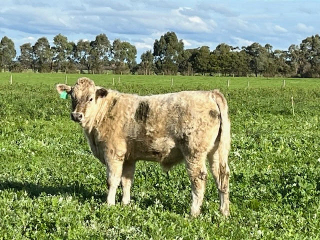 Beef Farm, Victoria, Case Study Beef Farm, Victoria, Case Study