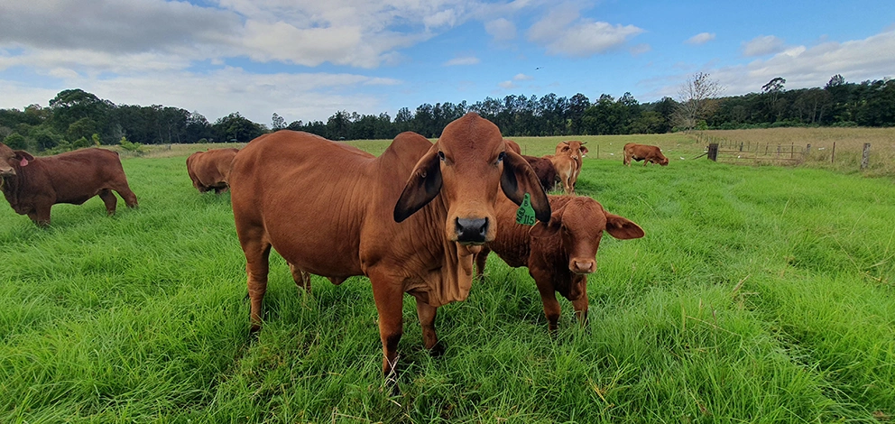 Cattle farm, Bellingen, NSW, Regenerative agriculture