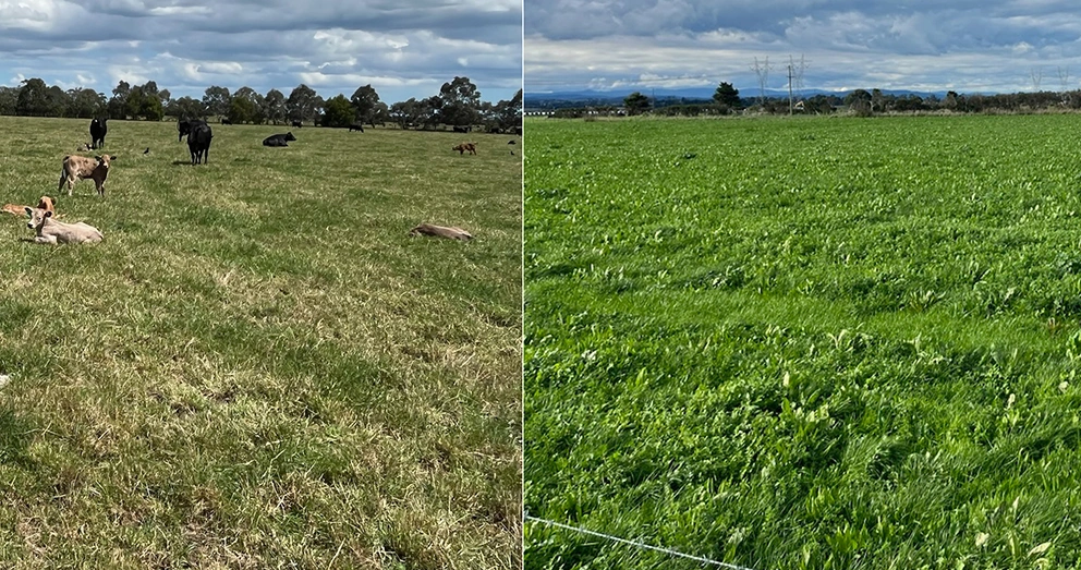 Beef cattle pasture improvement 2023-2026 Beef cattle pasture improvement 2023-2026