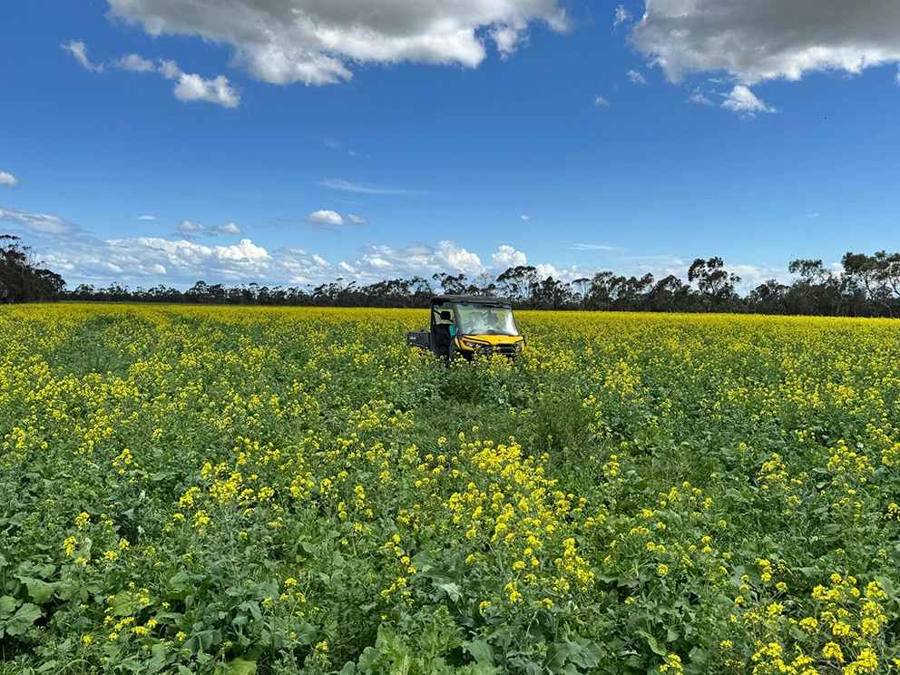 Cattle farm Victoria, Dec 2026 Cattle farm Victoria, Dec 2026