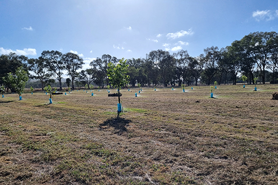 Pecan farm Case Study, NSW, Australia Pecan farm Case Study, NSW, Australia