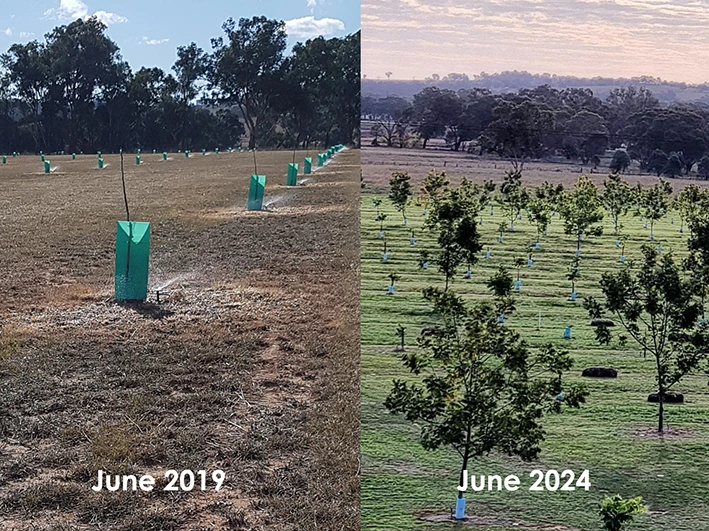 Pecan farm Case Study, NSW, Australia Pecan farm Case Study, NSW, Australia