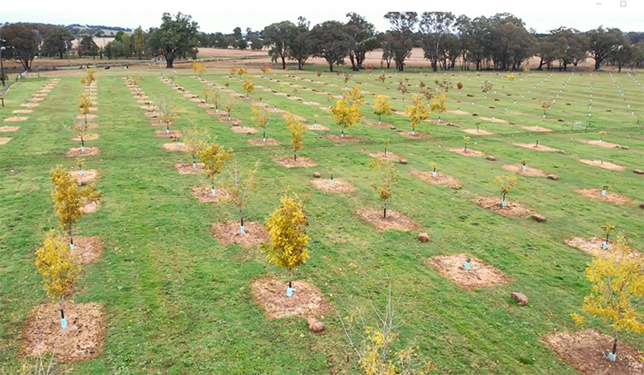 Pecan Farm Case Study, Mudgee NSW Pecan Farm Case Study, Mudgee NSW
