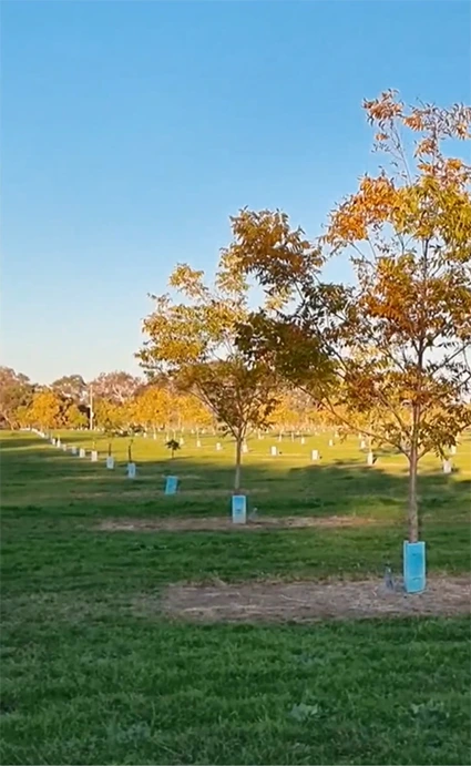 Pecan farm Case Study, NSW, Australia, Regenerative Farming Pecan farm Case Study, NSW, Australia, Regenerative Farming