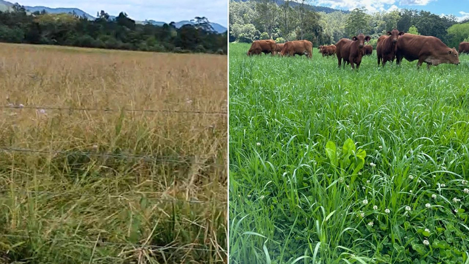 Regenerative cattle farm 2023-2026