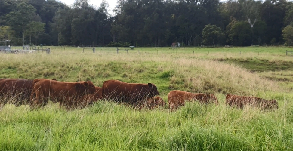 Cattle Farm Case Study NSW, regenerative agriculture