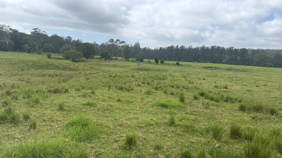 Paramatta Grass, Cattle Farm, NSW