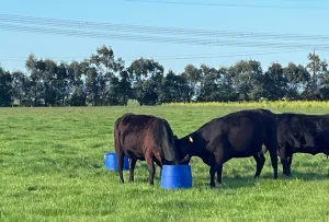 Liquid Seaweed livestock supplement, cattle farm, Australia