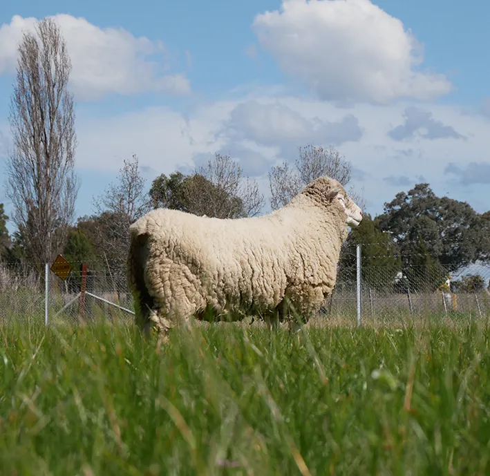 Pecan and Sheep farm, Case Study, NSW, Australia Pecan and Sheep farm, Case Study, NSW, Australia